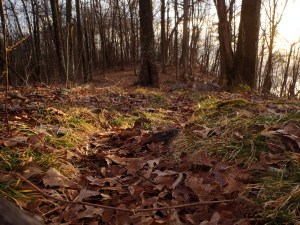 A nice view of the trail.
