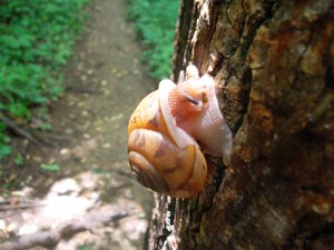 Roan Mountain, Nc. Snail. 