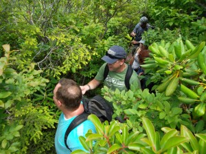Grandfather Mountain, NC laurels