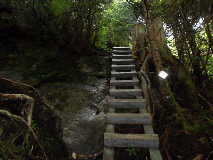 Grandfather Mountain, NC ladder
