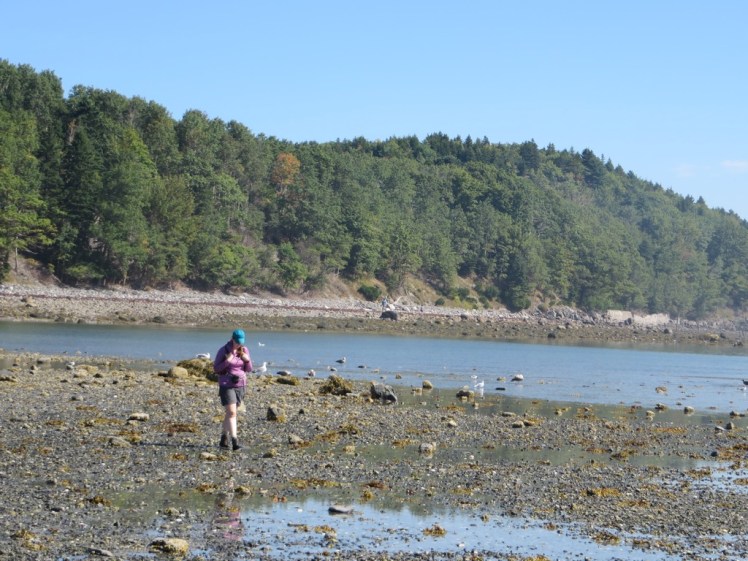 Acadia National Park Tidal Pool